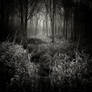 Invitation to insomnia