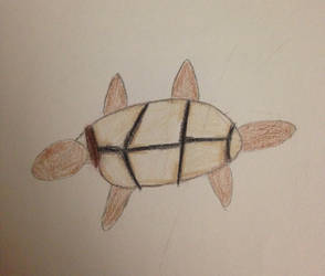 Turtle 