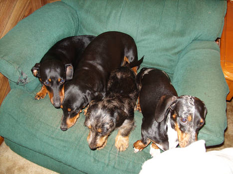 The Dachshunds