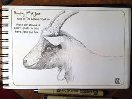 Belmont Goat, a pen and ink drawing.