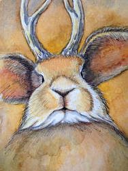 Jackalope