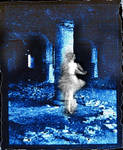 .: cloud dancer :. by webgod1