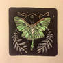 JillHoffmans Luna Moth 2