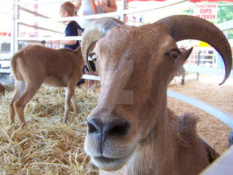 Goats at a Fair