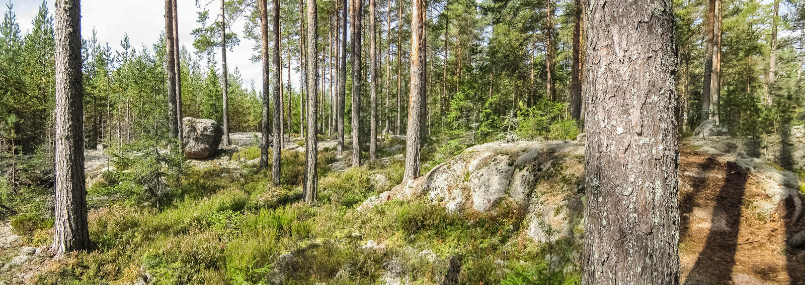 Forest Finland