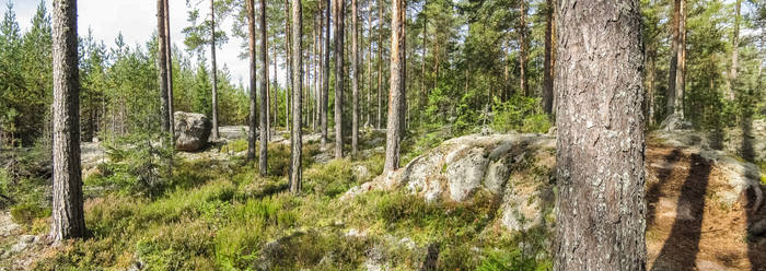 Forest Finland