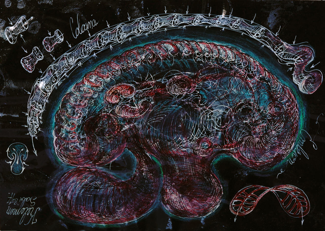 Embryo Vortex anatomy by kelemengabi on DeviantArt