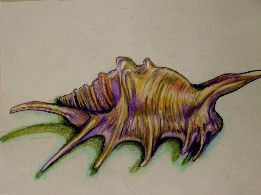 Shell Traceart shell study 1 by patterns-and-spirals on DeviantArt