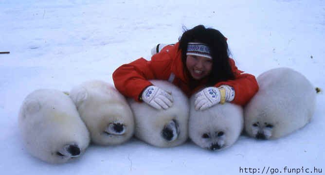 cute seals