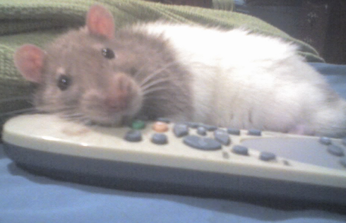 Lounge Rat