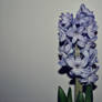 hyacinth