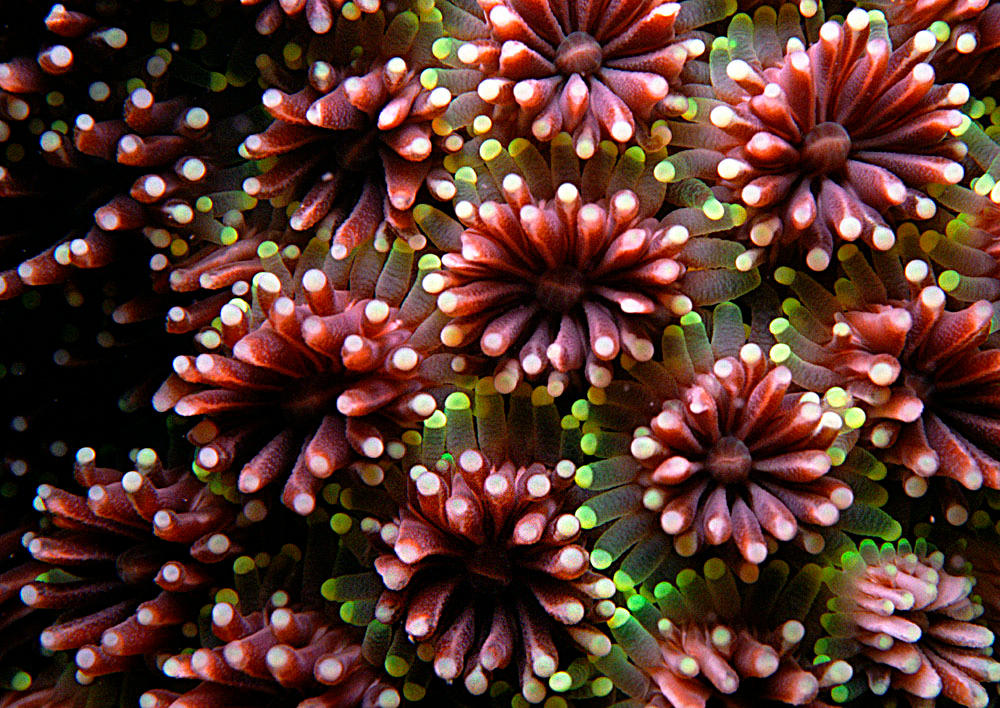 Polyorchids PolypFlowers by ImagesOfJenius on DeviantArt