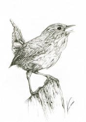 Wren