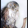 Pygmy Owl