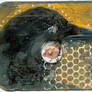 Bird ATC -- Grackle