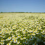 Field O' Mini Daisies