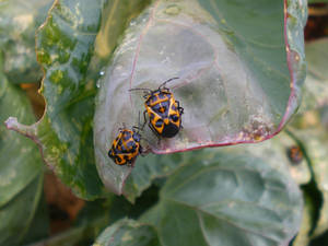 Harlequin Bug