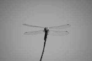 Dragonfly by HOMER65