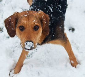 Snownose