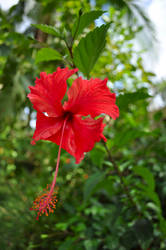 Vibrant Costa Rica