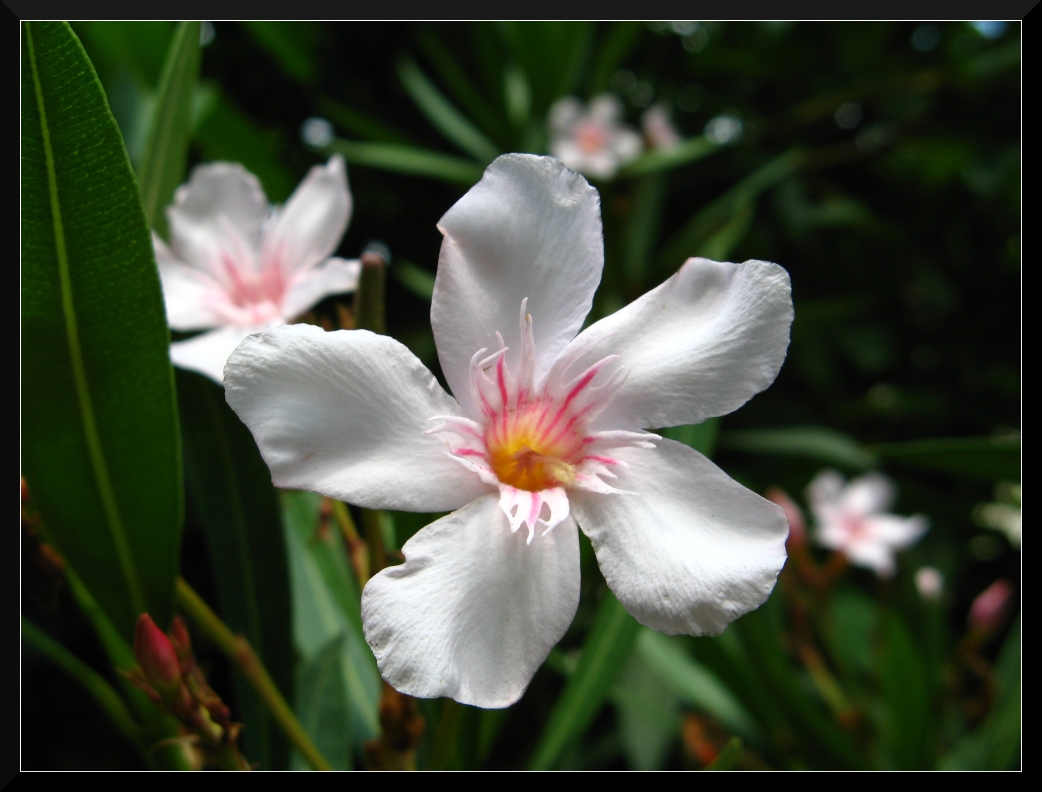 White Oleander.