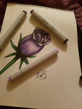 Purple Rose