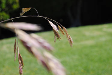 Blowing in the Wind