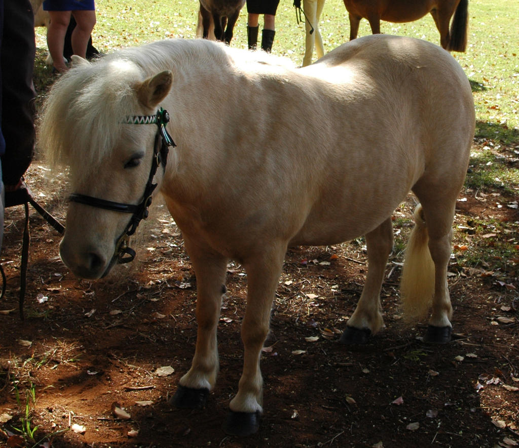 palomino shetland pony mare standing