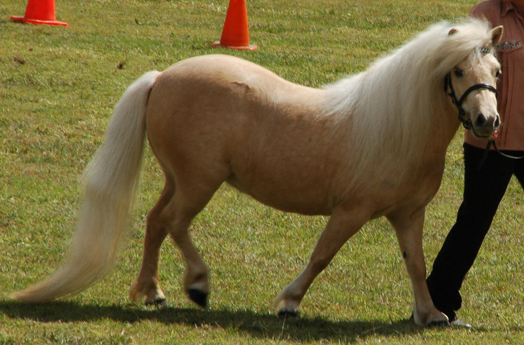 palomino_shetland_pony_walking_3_by_tbg_