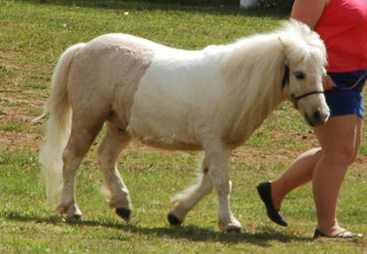 palomino pinto shetland pony walking 1