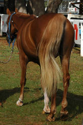 Flaxcen-arabian-filly-walk-away