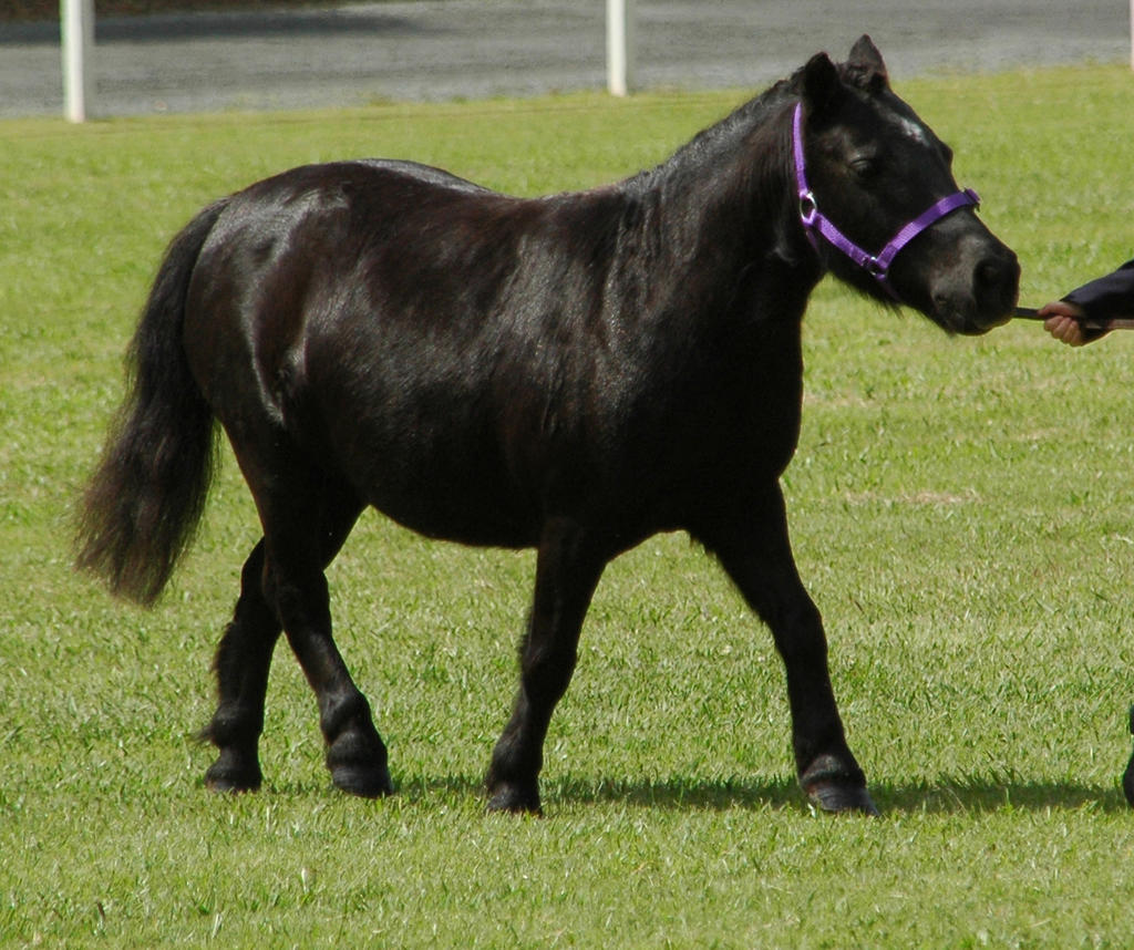 Black-shetland-7