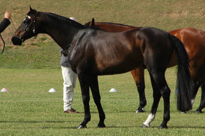 Dark-bay-stockhorse-9