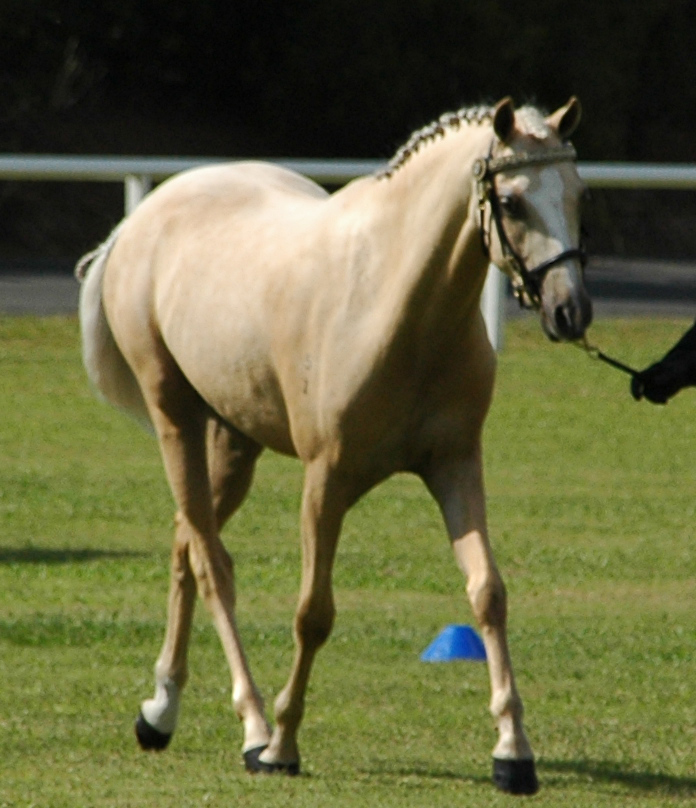 Palomino-riding-pony-37