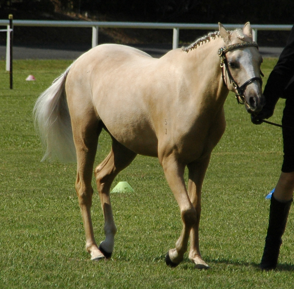 Palomino-riding-pony-40