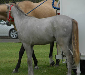 grey-roan-arabian-colt-13