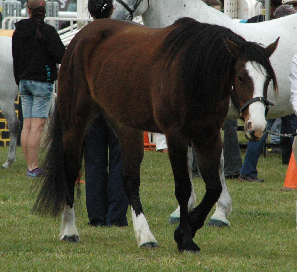 Dark-bay-welsh-cob10