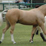 Palomino-warmblood1