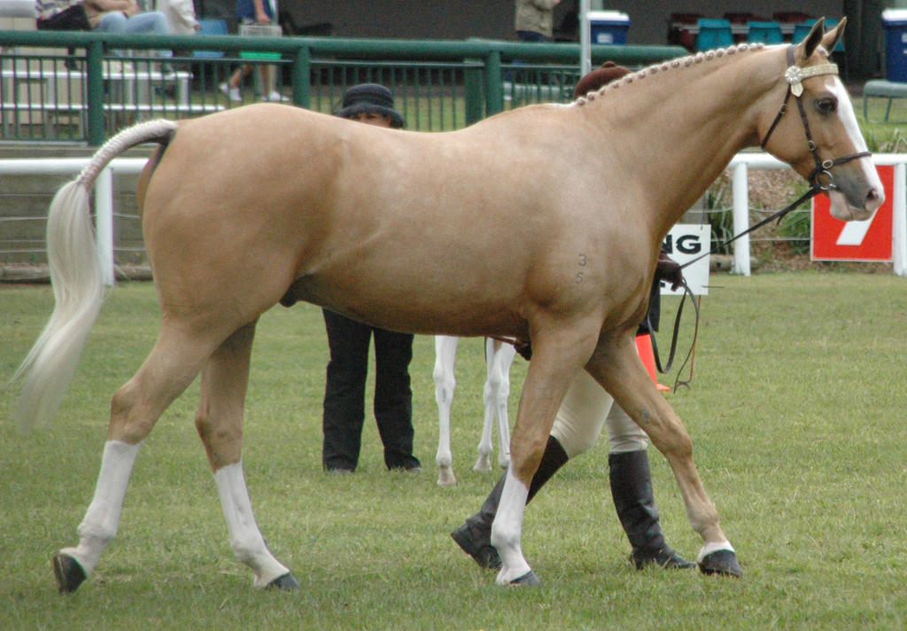 Palomino-warmblood