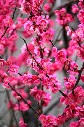 Kawazu, Japan. Plum blossom