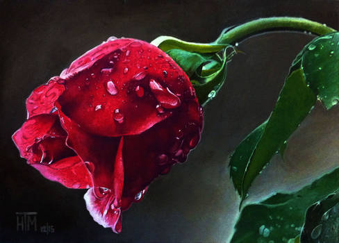 Wet Rose