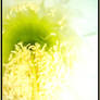 Yellow For You.