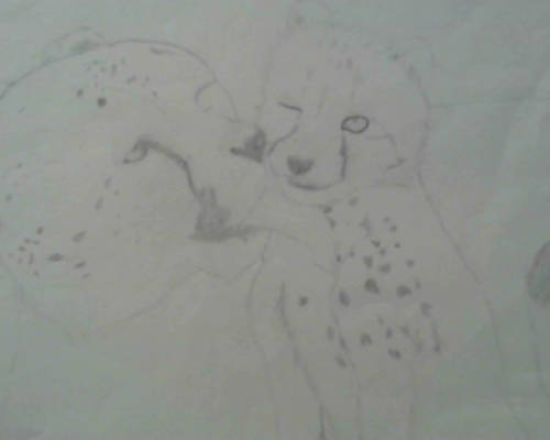 Cheetah and Cub uncolored