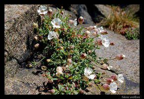 Silene uniflora