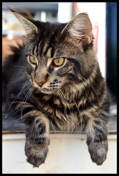 Oana Maine Coon