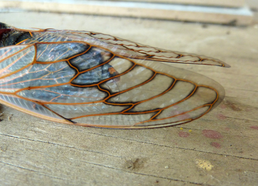 Cicada Wing