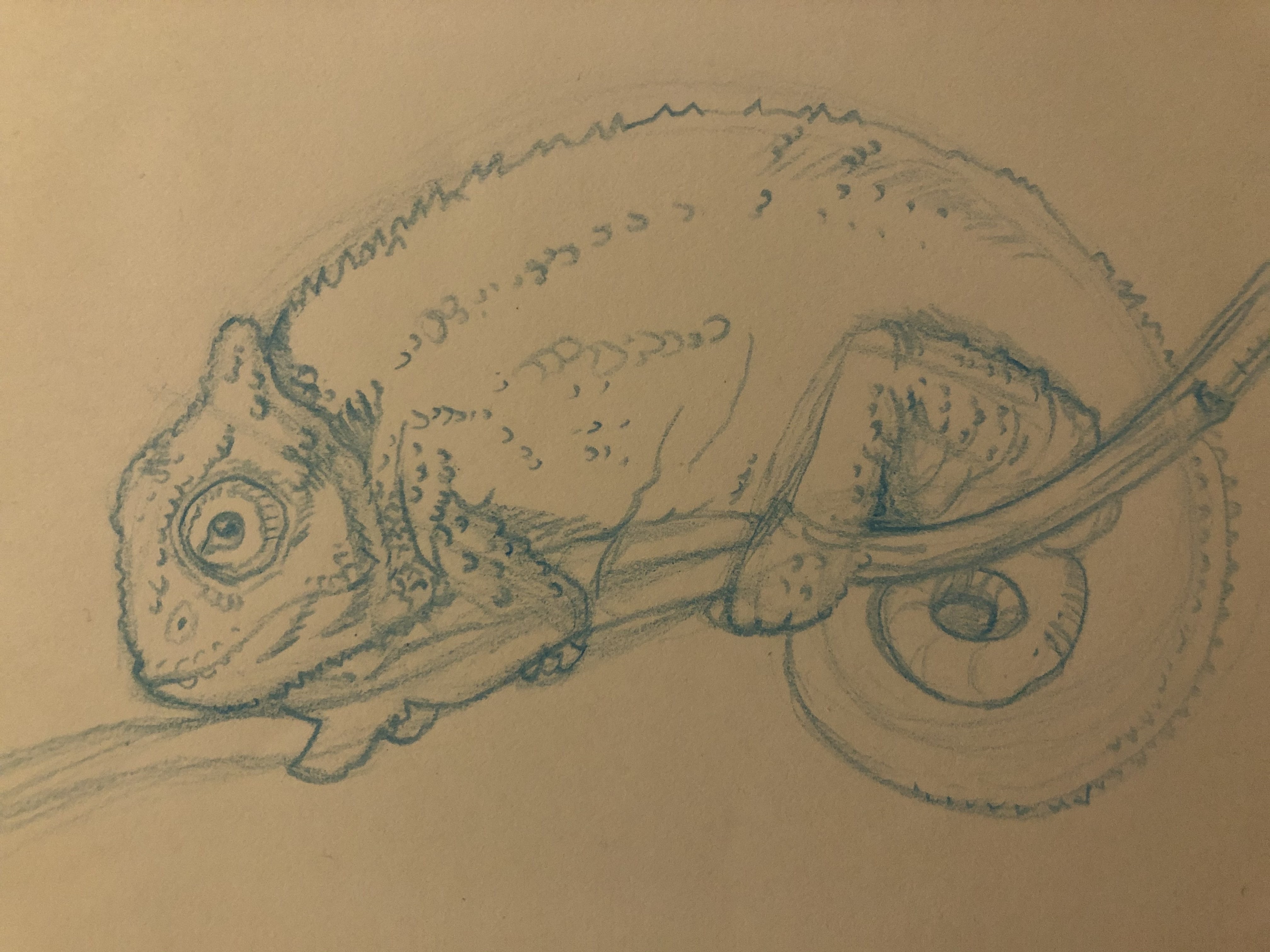 accent Picasso meteoor Pencil sketch of chameleon by WolfieAP on DeviantArt