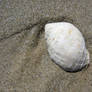 Shell 1