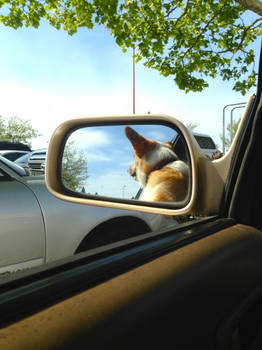 Corgi in the Window May Be Closer Than He Appears