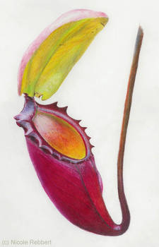 Nepenthes rajah